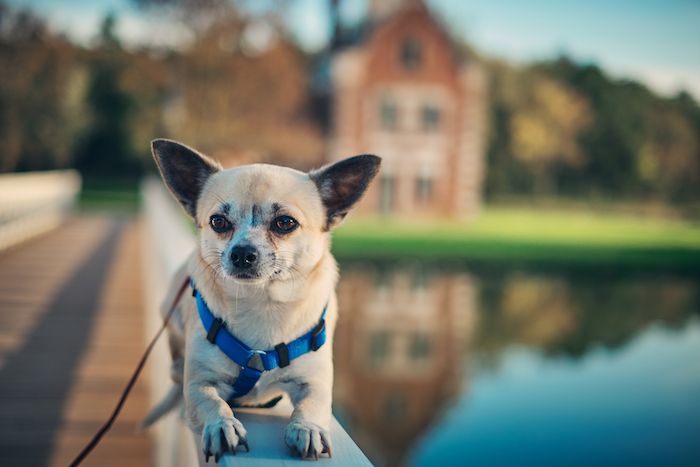 Wofür werden Chihuahuas gezüchtet?