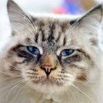 Möpse und Katzen