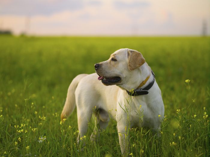 Deutsche Dogge/Labrador-Mischungen [Guide]