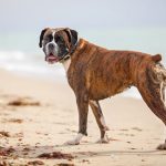 Boxer Hund