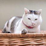 Die Kraft des Schnurrens - So hilft Ihnen Ihre Katze
