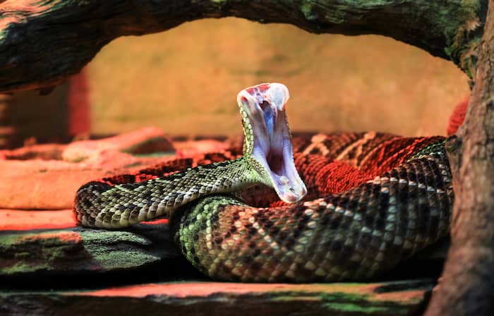 Die giftigsten Schlangenbisse der Welt