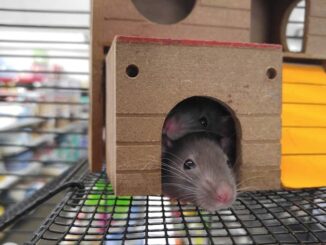 Ist meine Ratte blind?