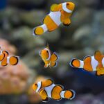 13 "Findet Nemo" Fischarten im echten Leben