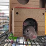 Grüner Kot bei Ratten, was bedeutet es?