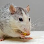 Warum streiten sich meine Ratten? Muss ich sie trennen?