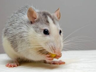 Warum streiten meine Ratten?