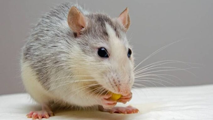 Warum streiten meine Ratten?