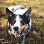 Gibt es Herbstallergien bei Hunden? JA! Alles was du wissen musst